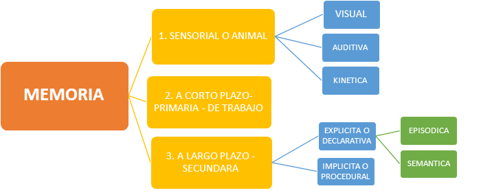 Procesos cognitivos y memoria